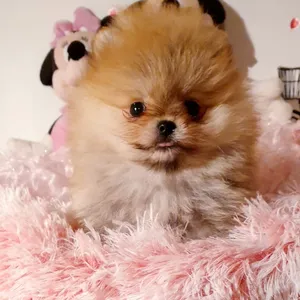 @puffypom_lilly
